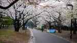 sakura