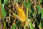 corn, crop, field