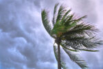 Close up photo of coconut tree