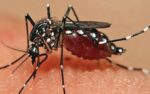 Nyamuk Aedes