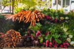Radish and carrots