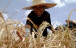 paddy, harvest, agriculture